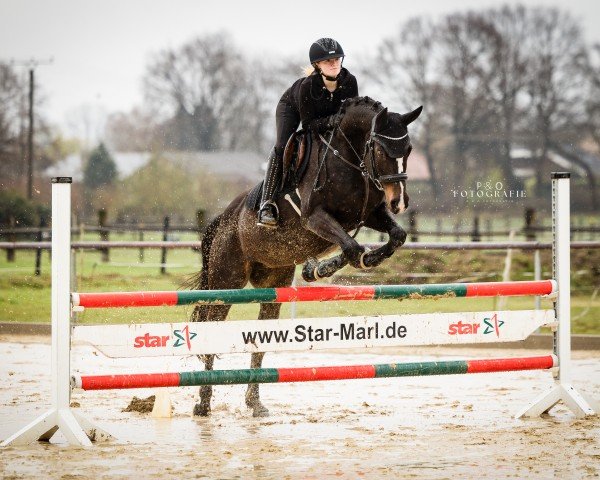 dressage horse Captain Levi Ackermann (Czech Warmblood, 2013)