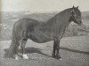 Zuchtstute Hisley Quince (Dartmoor-Pony, 1964, von Peter Tavy II)