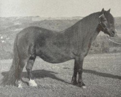 Zuchtstute Hisley Quince (Dartmoor-Pony, 1964, von Peter Tavy II)