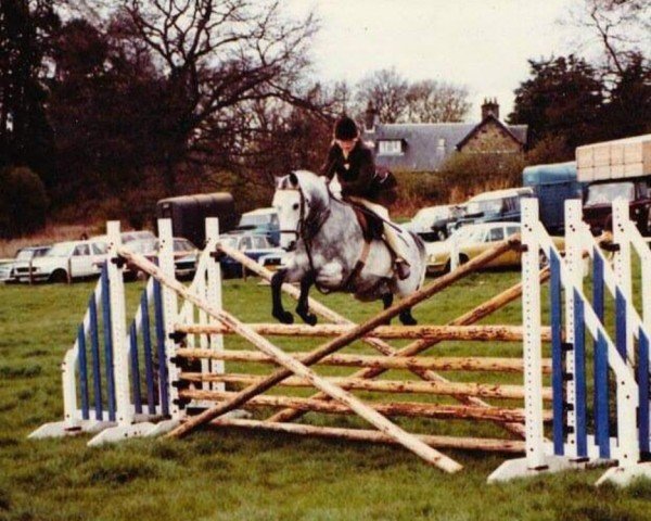 horse Falfield Silver Minnow (British Riding Pony, 1974, from Silver Spray)