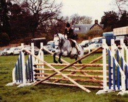 Pferd Falfield Silver Minnow (British Riding Pony, 1974, von Silver Spray)