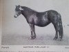 Zuchtstute Juliet IV (Dartmoor-Pony, 1923, von The Leat)