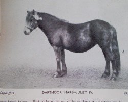 Zuchtstute Juliet IV (Dartmoor-Pony, 1923, von The Leat)