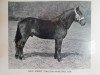 Deckhengst Minstead Rex (New-Forest-Pony, 1935, von Forest Horse)