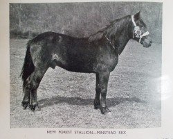 stallion Minstead Rex (New Forest Pony, 1935, from Forest Horse)