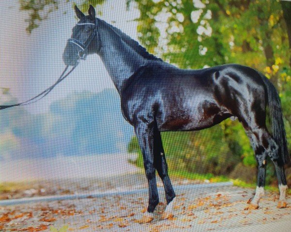 dressage horse Mr. Millennium (Oldenburg, 2020, from Mykonos)