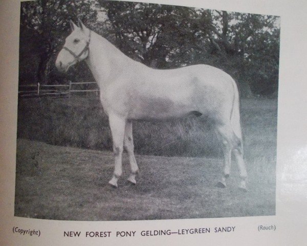 Pferd Leygreen Sandy (New-Forest-Pony, 1938, von Forest Horse)