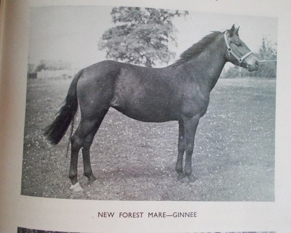 Zuchtstute Ginnee (New-Forest-Pony, 1939, von Minstead Hazel)