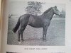 Zuchtstute Ginnee (New-Forest-Pony, 1939, von Minstead Hazel)