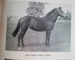 Zuchtstute Ginnee (New-Forest-Pony, 1939, von Minstead Hazel)