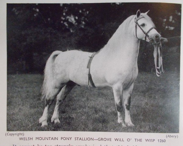 stallion Grove Will O'The Wisp (Welsh mountain pony (SEK.A), 1923, from Bleddfa Shooting Star)