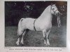Deckhengst Grove Will O'The Wisp (Welsh Mountain Pony (Sek.A), 1923, von Bleddfa Shooting Star)