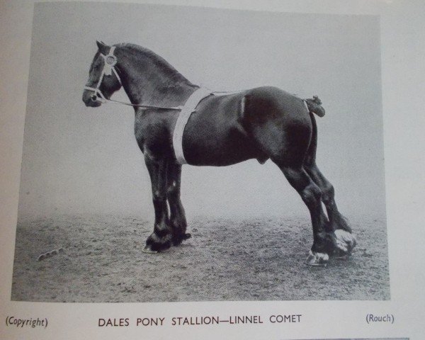 Deckhengst Linnel Comet (Dales-Pony, 1913, von Daddy's Lad)