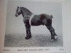 stallion Linnel Comet (Dales Pony, 1913, from Daddy's Lad)