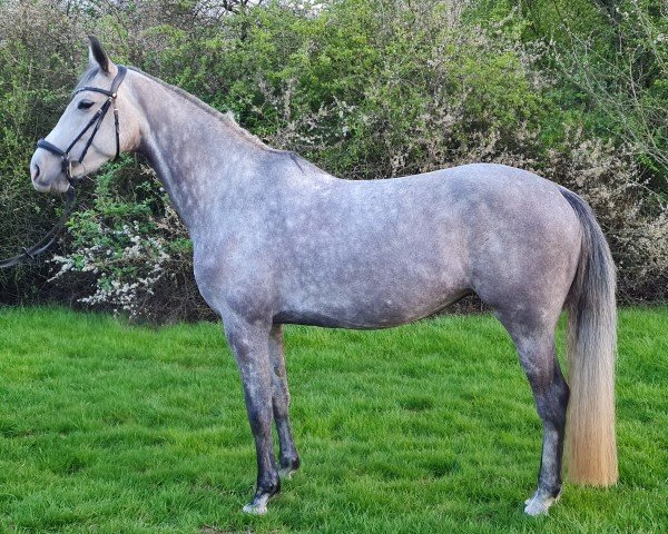 broodmare Carmesita Z (Zangersheide riding horse, 2017, from Crumble)