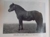 stallion Dibblitz of Penniwells (Shetland Pony, 1920, from Blitz)