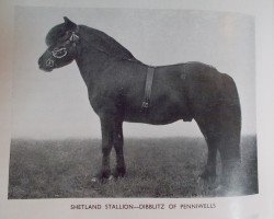 stallion Dibblitz of Penniwells (Shetland Pony, 1920, from Blitz)