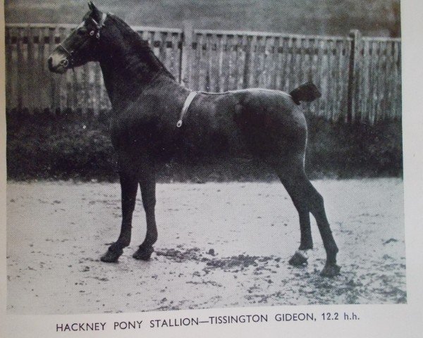 stallion Tissington Gideon (Hackney (horse/pony), 1903, from Sir Gibbie)