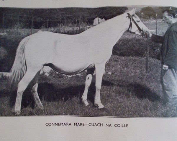 Zuchtstute Cuach na Coille (Connemara-Pony, 1939)