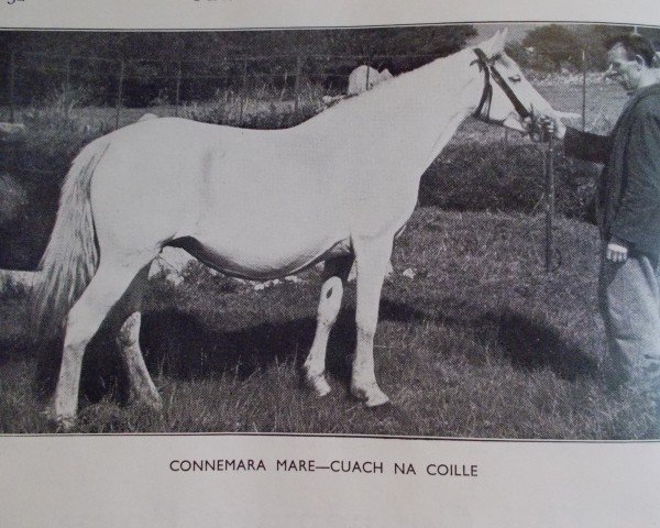 broodmare Cuach na Coille (Connemara Pony, 1939)