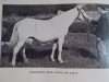 Zuchtstute Cuach na Coille (Connemara-Pony, 1939)