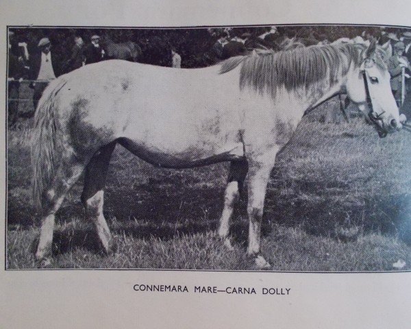 Zuchtstute Carna Dolly (Connemara-Pony, 1936, von Buckna xx)