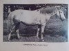 broodmare Carna Dolly (Connemara Pony, 1936, from Buckna xx)