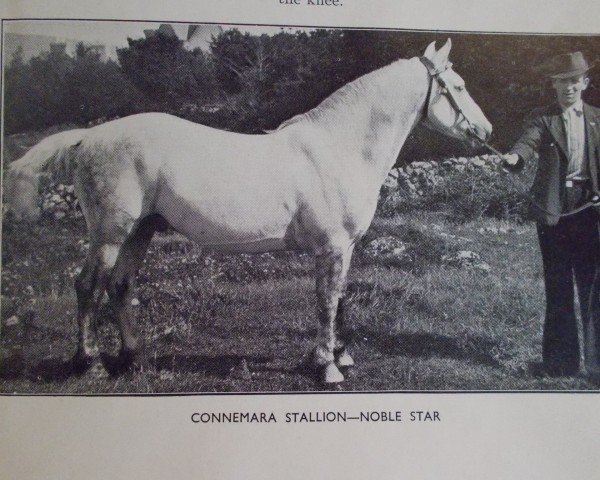 stallion Noble Star (Connemara Pony, 1928, from Black Paddy)