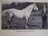 Deckhengst Noble Star (Connemara-Pony, 1928, von Black Paddy)