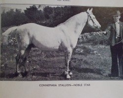 Deckhengst Noble Star (Connemara-Pony, 1928, von Black Paddy)