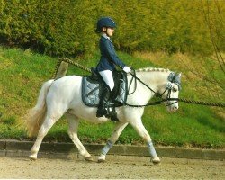 dressage horse Prigo's Maybe More (Welsh mountain pony (SEK.A), 2008, from Ysselvliedt's Glamour Boy)