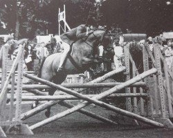 Pferd Symondsbury Carousel (British Riding Pony, 1986, von Sarnau Golden Falcon)