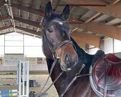 jumper Hengst von Dia Corrado / Casallco (Oldenburg show jumper, 2020, from Dia Corrado)