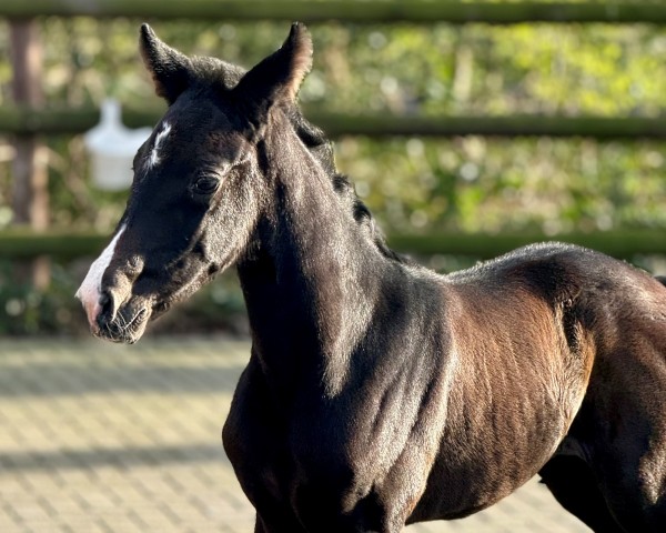 dressage horse PS Superlike (Hanoverian,  , from So Perfect)