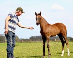 dressage horse PS Sterntaler (Hanoverian, 2023, from Secret)