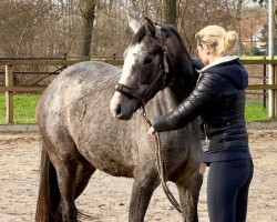 horse Zara (Hannoveraner, 2022, from Blue Hors Zackerey)