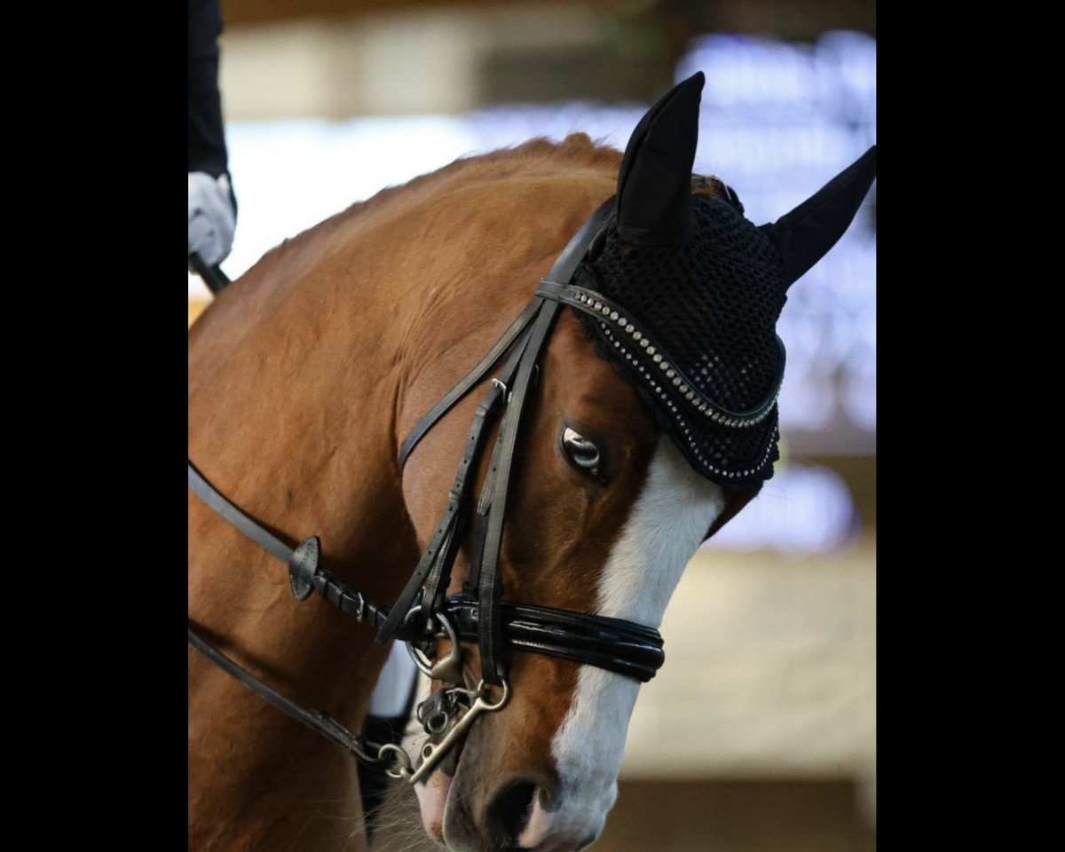 stallion Dw's Flic Flac (German Riding Pony, 2006, from FS Don't Worry)