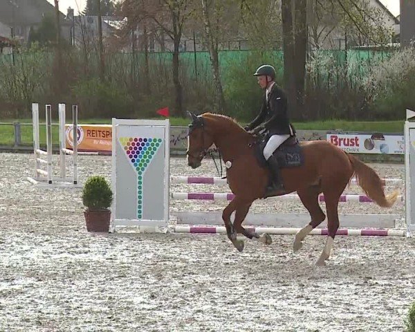 Reitturnier Grafenrheinfeld/Ufr. 2024