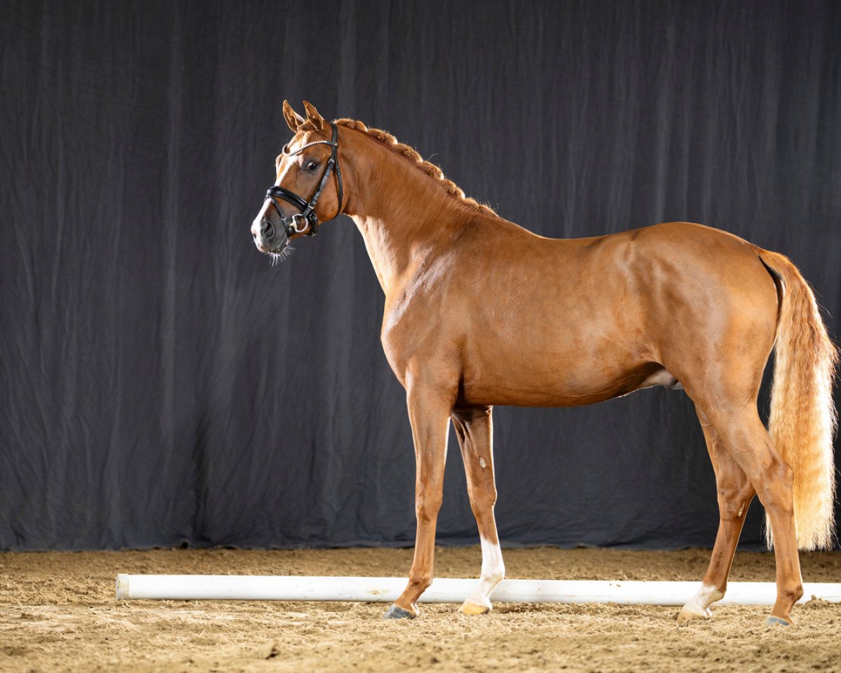 Dressurpferd Divago vanˋt Molenbosch (Niederländisches Pony, 2019, von Dance Star AT NRW)