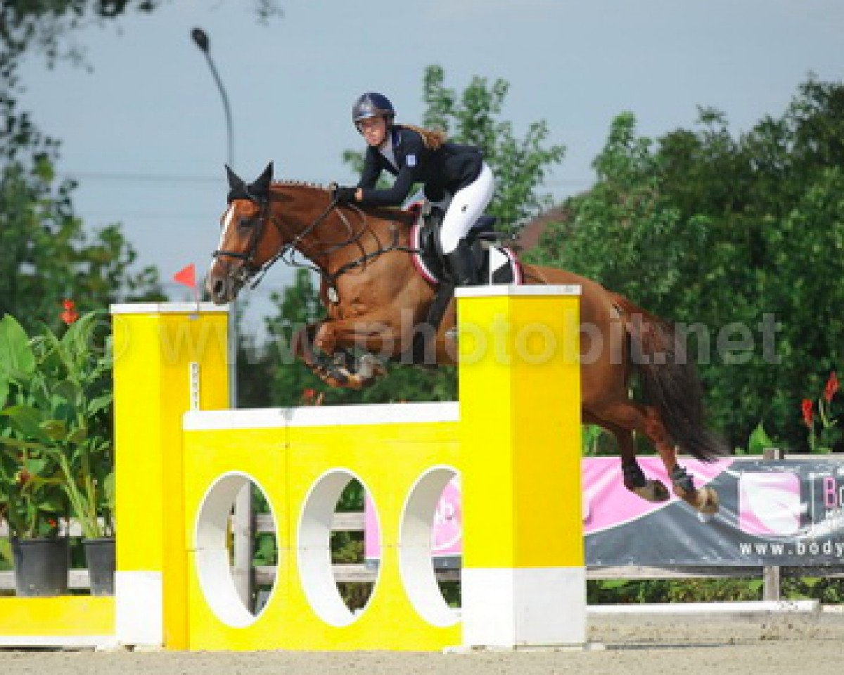 Zuchtstute Arabella II (KWPN (Niederländisches Warmblut), 2005, von Silverstone)