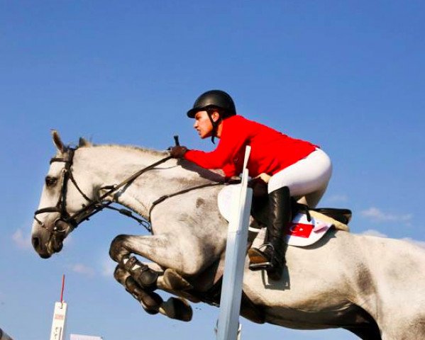 Pferd Santino (Koninklijk Warmbloed Paardenstamboek Nederland (KWPN), 2005, von Silverstone)