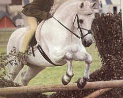 dressage horse Manninard Cashel Finn (Connemara Pony,  , from Garryhinch Finn)