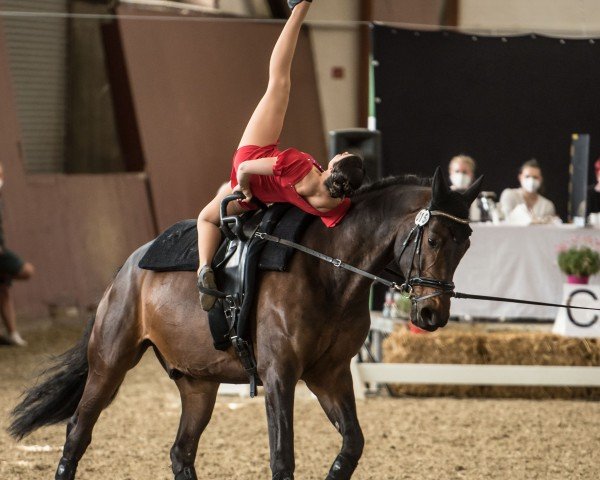 horse Soel‘rings Million Voices (Pinto with riding horses pedigree, 2013, from Mangold)