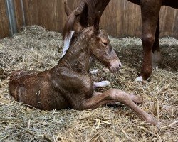 foal by Stute von Vitalis / Everdale (Westphalian, 2024, from Vitalis)