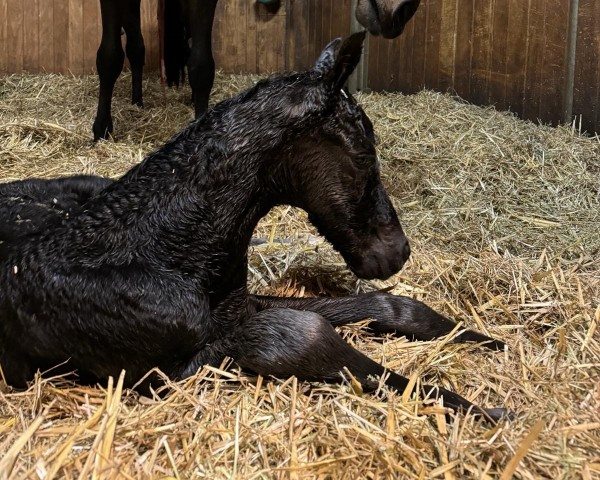 foal by Stute von Kjento / Fürstenball (Westphalian, 2024, from Kjento)