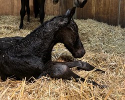 foal Stute von Kjento / Fürstenball (Westfale, 2024, from Kjento)