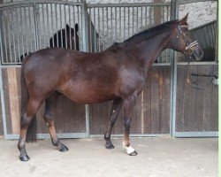 broodmare Sweet Harmony (Rhinelander, 2009, from Sir Donnerhall I)