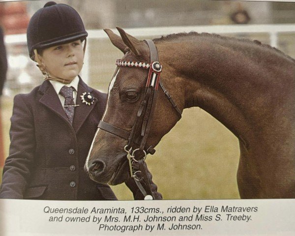 horse Queensdale Araminta (British Riding Pony, 1996, from Moor Hall Mink's Dream)