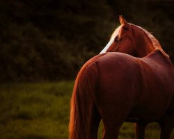 Dressurpferd Top Saphira (Deutsches Reitpony, 2008, von Top Zento)