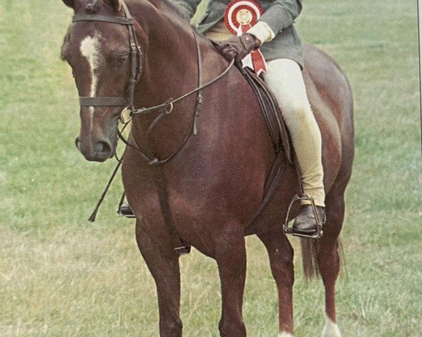 horse Oldcourt Amadeus (Welsh Partbred, 1993, from Radmont Troy Again)